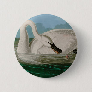 Trumpeter Swan Birds of America Audubon Print 6 Cm Round Badge