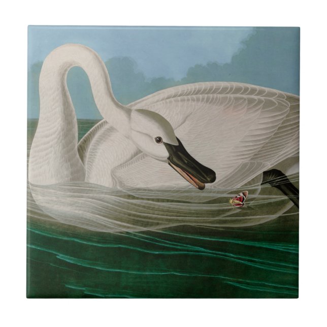 Trumpeter Swan Birds of America Audubon Print Ceramic Tile (Front)