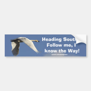 Trumpeter Swan Bumpersticker Bumper Sticker