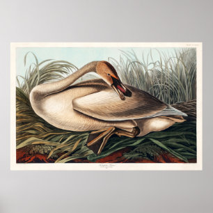 Trumpeter Swan by John James Audubon Poster
