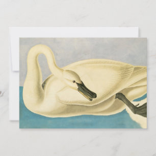 Trumpeter Swan by John James Audubon, Vintage Bird