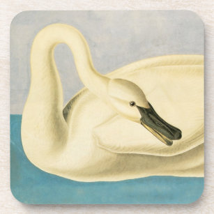 Trumpeter Swan by John James Audubon, Vintage Bird Coaster