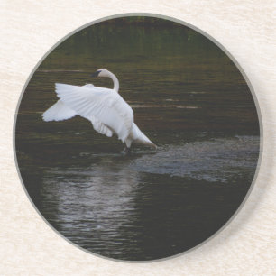 Trumpeter Swan Coaster