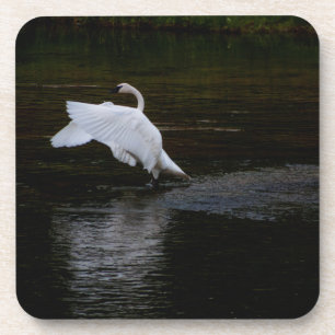 Trumpeter Swan Coaster