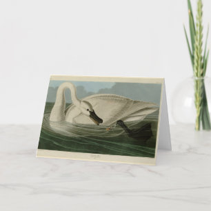 Trumpeter Swan - from Audubon's Birds of America Card