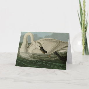Trumpeter Swan - from Audubon's Birds of America Card