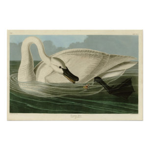 Trumpeter Swan - from Audubon's Birds of America Photo Print
