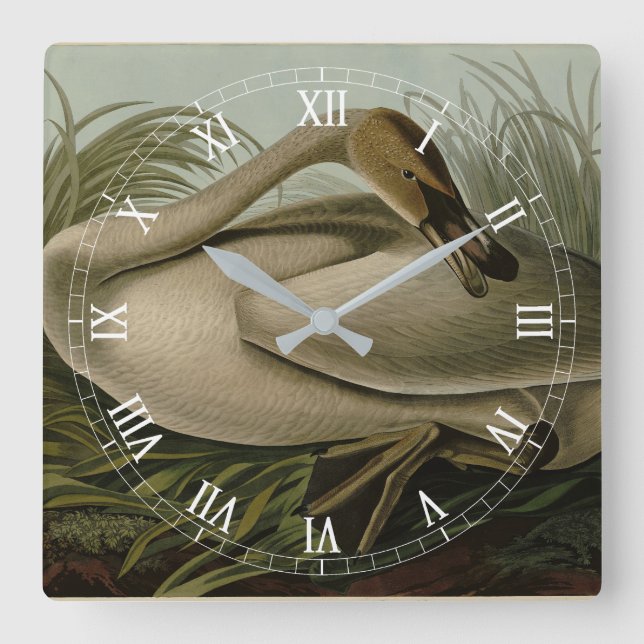 Trumpeter Swan - from Audubon's Birds of America Square Wall Clock (Front)