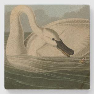 Trumpeter Swan - from Audubon's Birds of America Stone Coaster