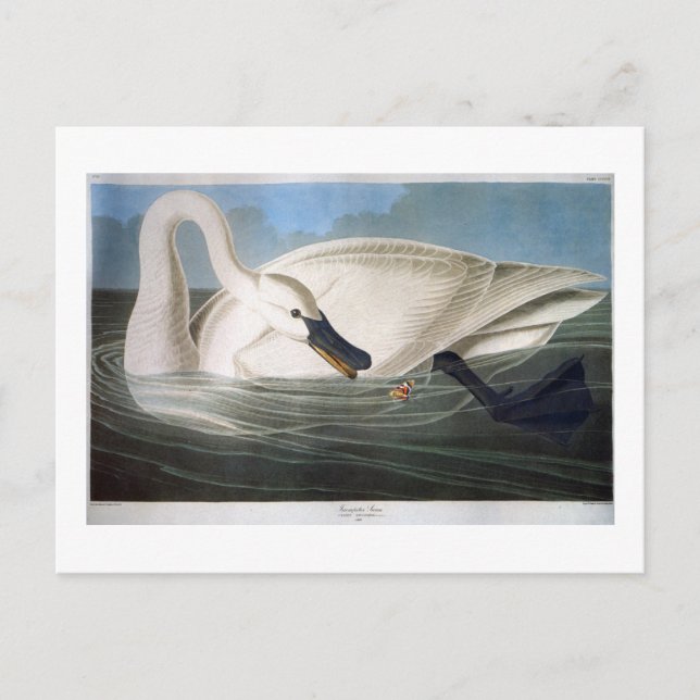Trumpeter Swan, John James Audubon Fine Art Postcard (Front)