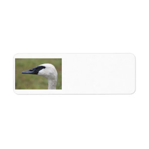 Trumpeter Swan labels