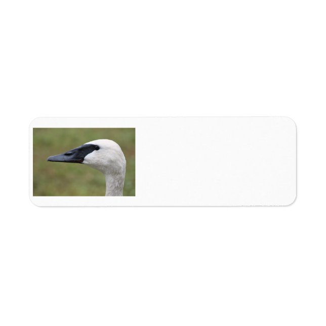 Trumpeter Swan labels (Front)