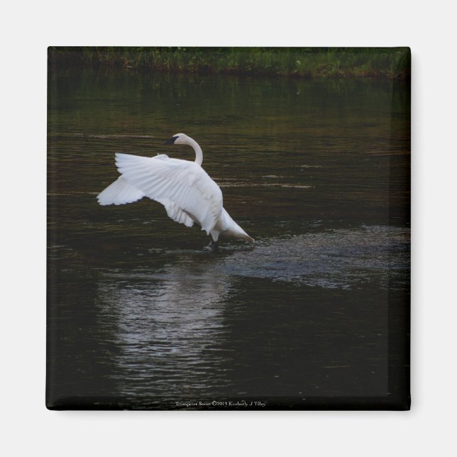 Trumpeter Swan Magnet (Front)