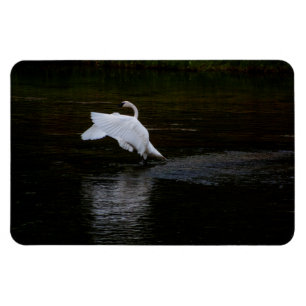 Trumpeter Swan Magnet