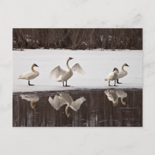 Trumpeter Swan Pairs Postcard