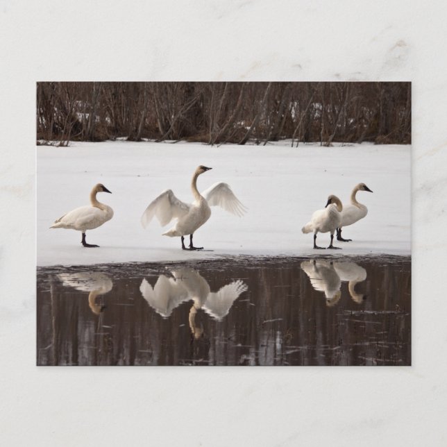 Trumpeter Swan Pairs Postcard (Front)