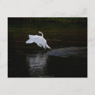Trumpeter Swan Postcard
