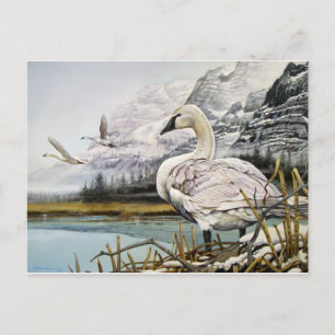 Trumpeter Swan Postcards
