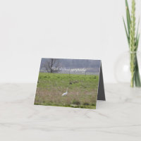 Trumpeter Swan San Juan Island Birthday|Sympathy