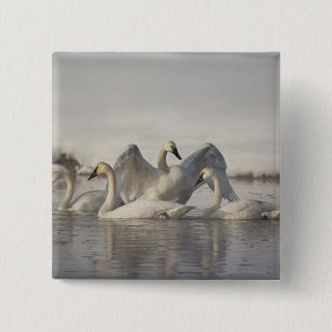 Trumpeter Swans in the Madison River in winter 15 Cm Square Badge