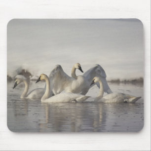 Trumpeter Swans in the Madison River in winter Mouse Pad