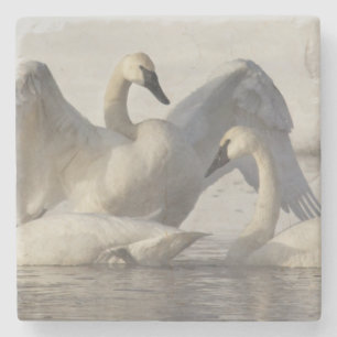 Trumpeter Swans in the Madison River in winter Stone Coaster