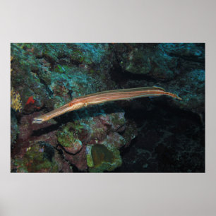 Trumpetfish II Poster
