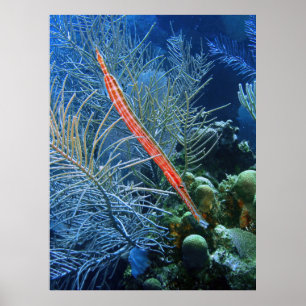 Trumpetfish in Utila Poster