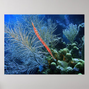 Trumpetfish in Utila Poster
