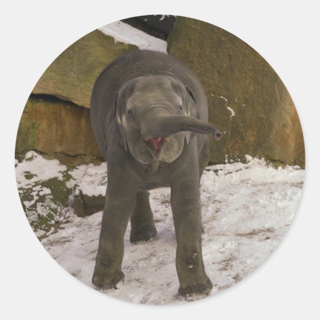 Trumpeting Baby Elephant In The Snow Classic Round Sticker (Front)