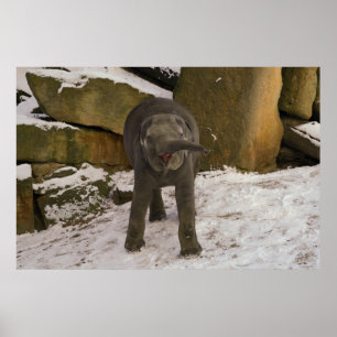 Trumpeting Baby Elephant In The Snow Poster