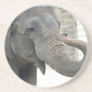Trumpeting Elephant Coasters