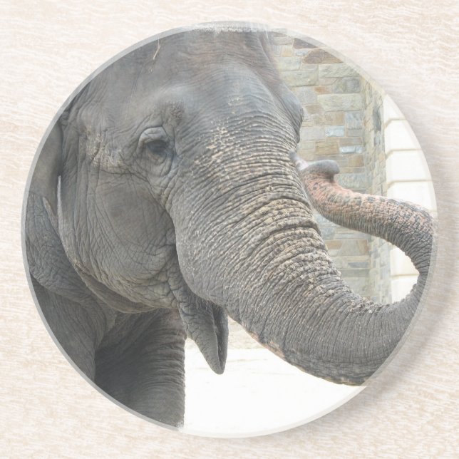 Trumpeting Elephant Coasters (Front)
