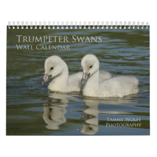 Trumpter Swan Wall Calendar