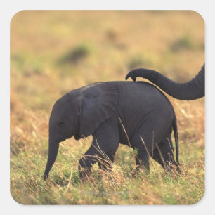 Trunk of elephant touching offspring , Kenya , Square Sticker