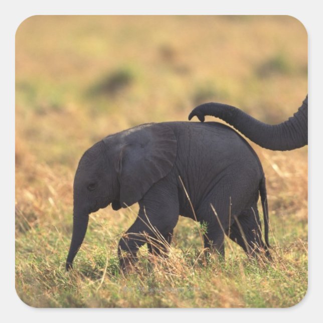 Trunk of elephant touching offspring , Kenya , Square Sticker (Front)