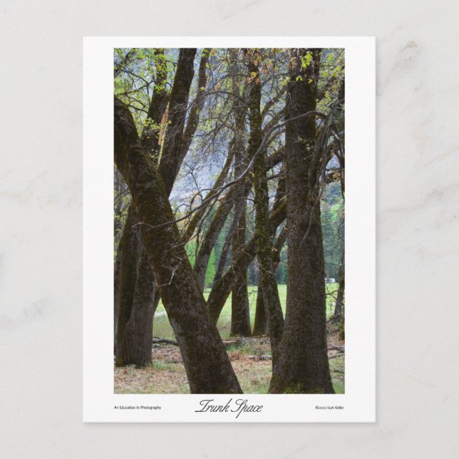 Trunk Space Prints Postcard (Front)