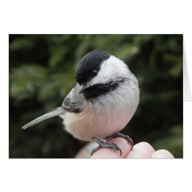 Trust (Front Horizontal)