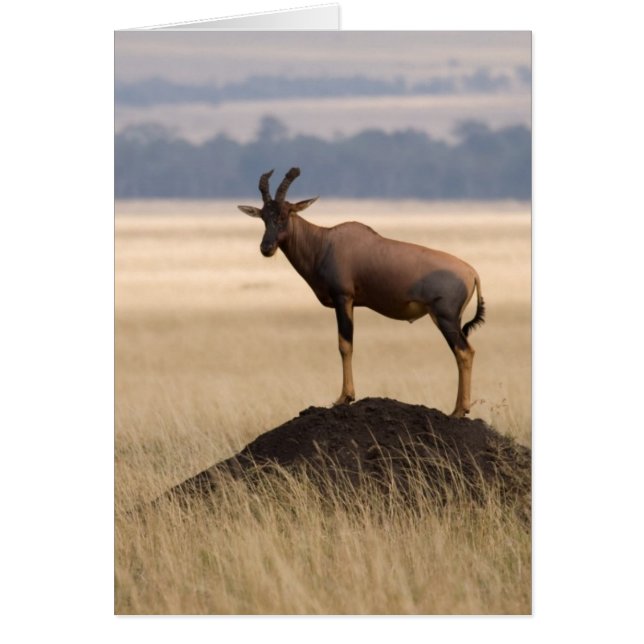 Tsessebe Antelope On Lookout For Predators (Front)