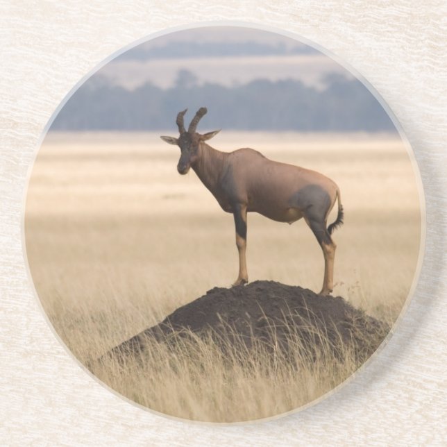 Tsessebe Antelope On Lookout For Predators Coaster (Front)