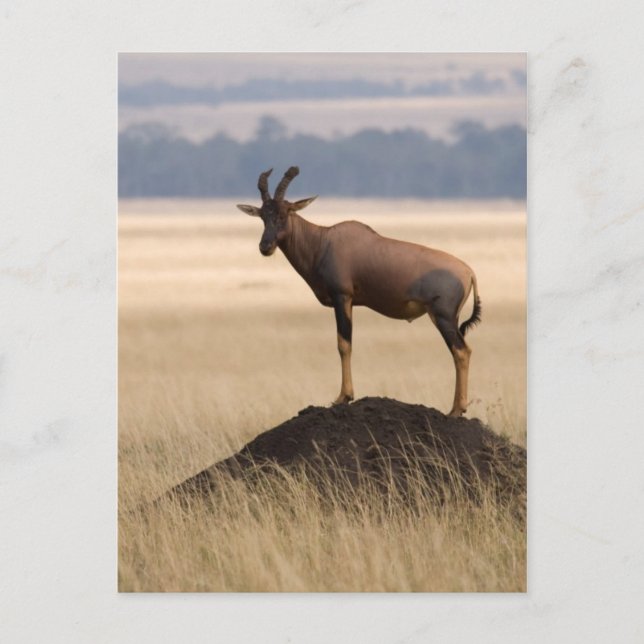 Tsessebe Antelope On Lookout For Predators Postcard (Front)