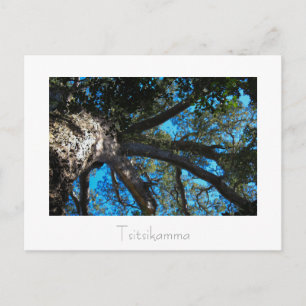 Tsitsikamma National Park South Africa Postcard