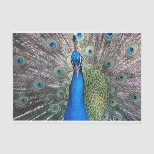 TSP - 098 - Peacock - Tissue Paper (Front)