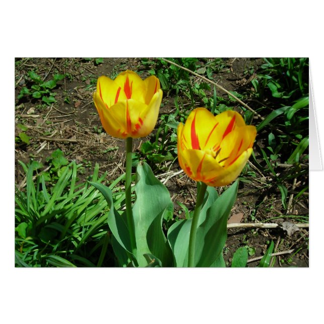 Tu tulips (Front Horizontal)