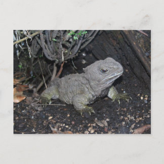 Tuatara Postcard