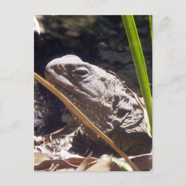 Tuatara Postcard (Front)