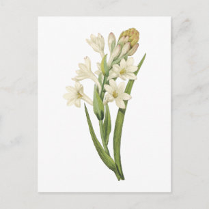 tuberose(Tuberosa sp.) by Redouté Postcard