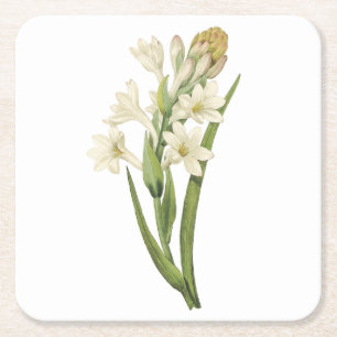 tuberose(Tuberosa sp.) by Redouté Square Paper Coaster