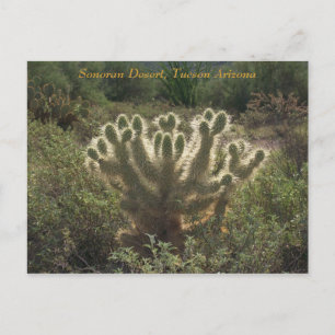 Tucson Arizona Postcard