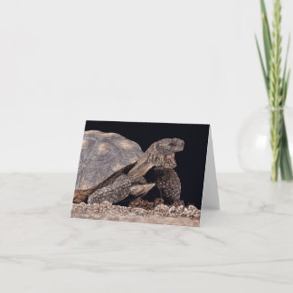"Tucson Yawn" - Desert Tortoise Card